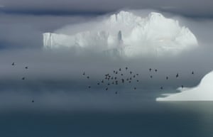 Little auks in Greenland