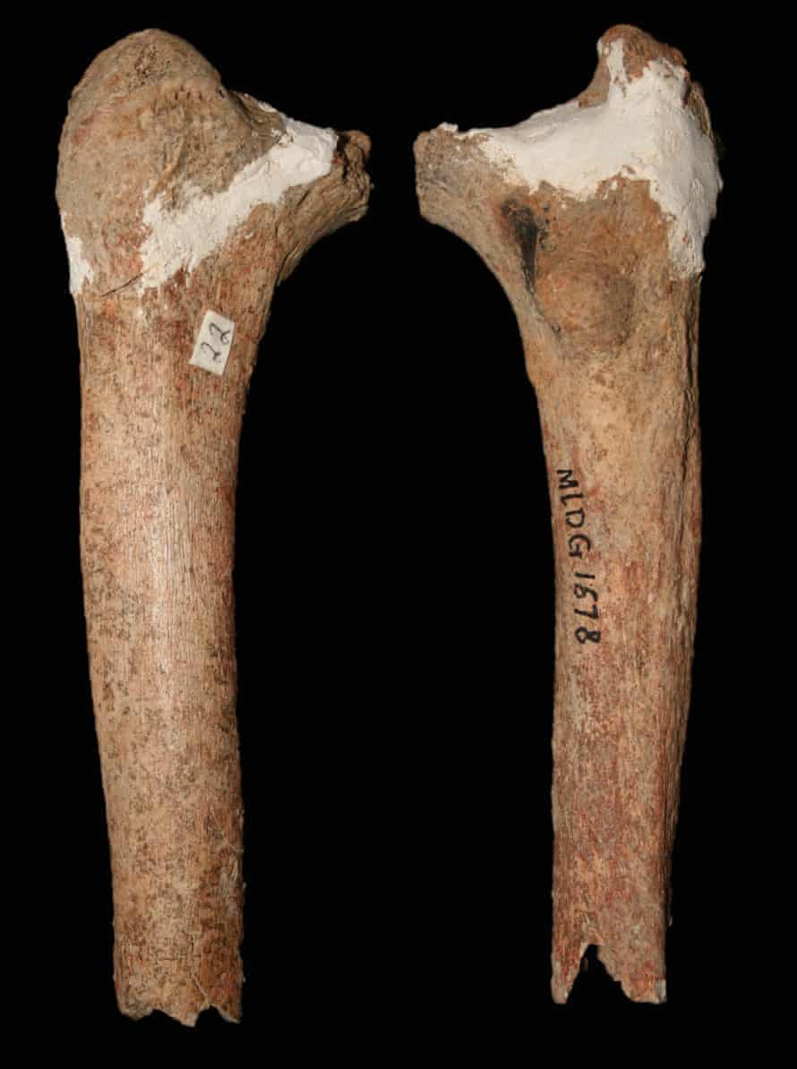 Thigh bone points to unexpectedly long survival of ancient human