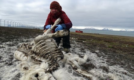 Ecologist Ashild Onvik Pedersen examines a reindeer cadaver in the Arctic archipelago Svalbard.