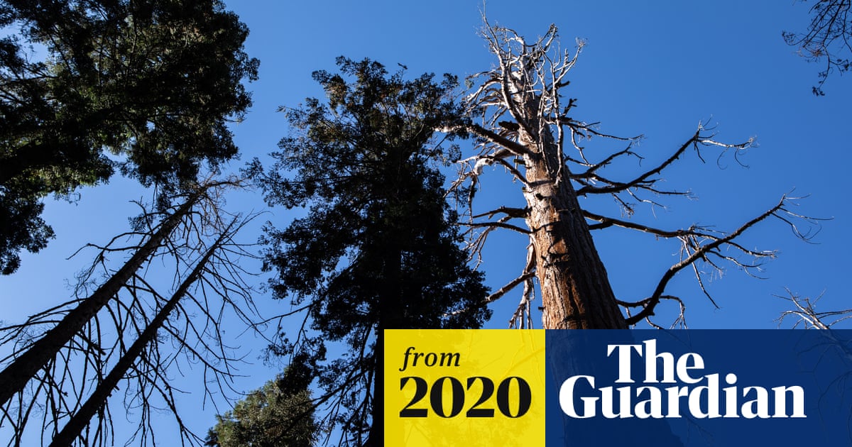 www.theguardian.com