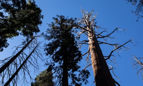 Twenty-eight giant sequoias have died from an interaction between bark beetles, drought stress and fire since 2014, according to a joint National Park Service and US Geological Survey study to be published later this year.