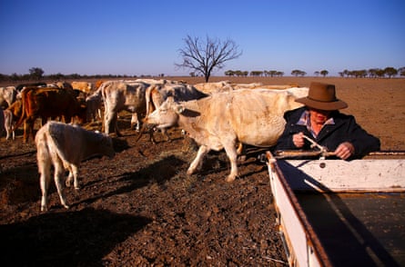 Farmer May McKeown feeds the remaining cattle on her drought-effected property on the outskirts of Walgett, NSW.