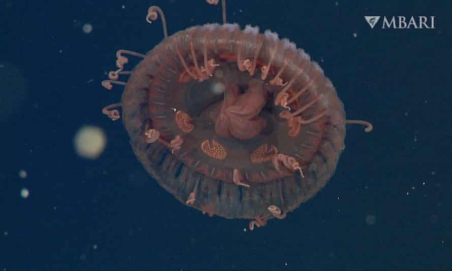 A new species of deep-sea crown jelly, Atolla reynoldsi, discovered by MBARI researchers.