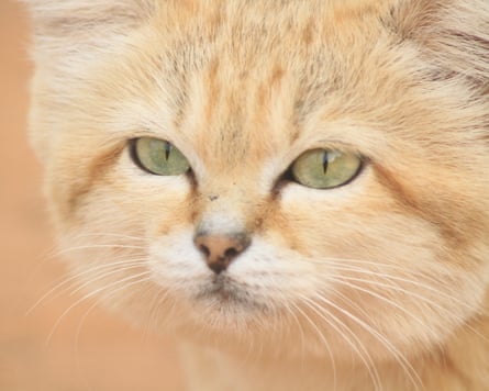 Sand cat
