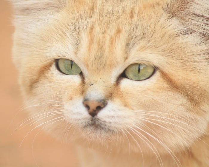 ‘No one believed it’: how a YouTube video accidentally proved Libya’s sand cat really does exist