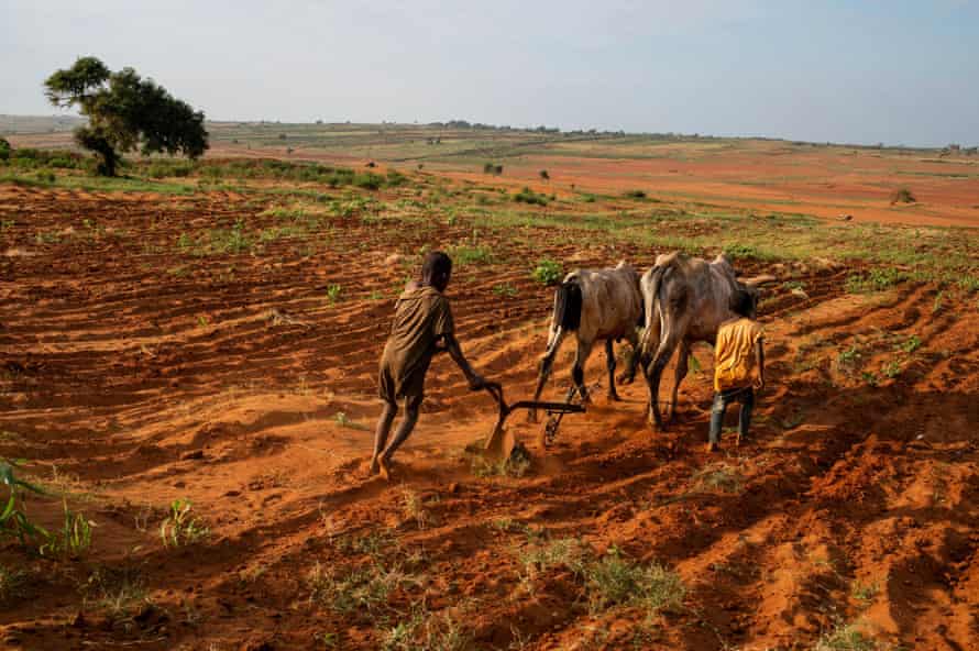 Children attempt to plough a plantation using cattle in Grand Sud of Betsimeda, Maroalomainty commune, Ambovombe district, Madagascar.