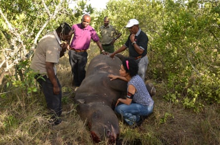 A black rhino killed by poachers at Ol Pejeta Conservancy in Kenya in March 2014. Even rhinos in heavily guarded private game reserves are at risk.