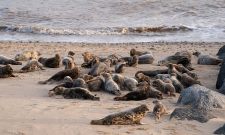 Grey seals on the beach at Horsey in Norfolk