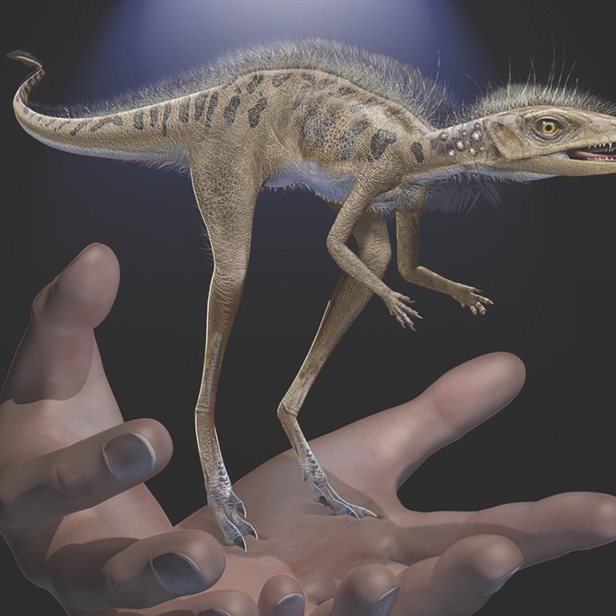 Miniature Insect Eating Ancestor Of Dinosaurs Unearthed In Madagascar Dinosaurs The Guardian Miniature Insect Eating Ancestor Of Dinosaurs Unearthed In Madagascar Dinosaurs The Guardian