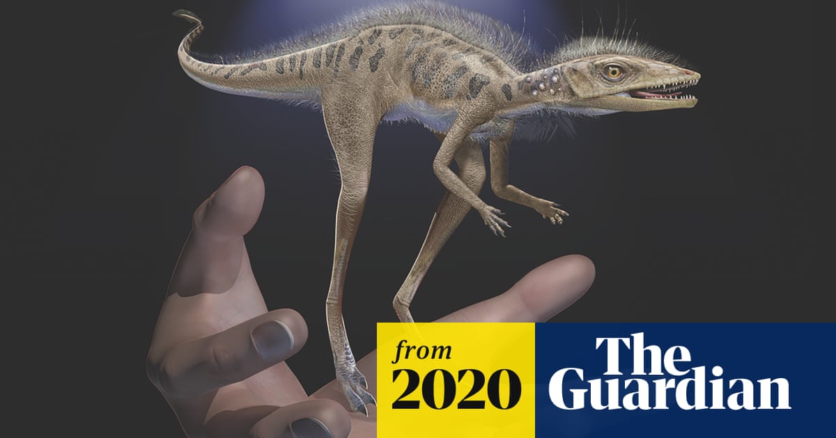 Miniature Insect Eating Ancestor Of Dinosaurs Unearthed In Madagascar Dinosaurs The Guardian Miniature Insect Eating Ancestor Of Dinosaurs Unearthed In Madagascar Dinosaurs The Guardian
