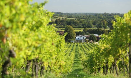 Denbies Wine Estate Dorking, Surrey