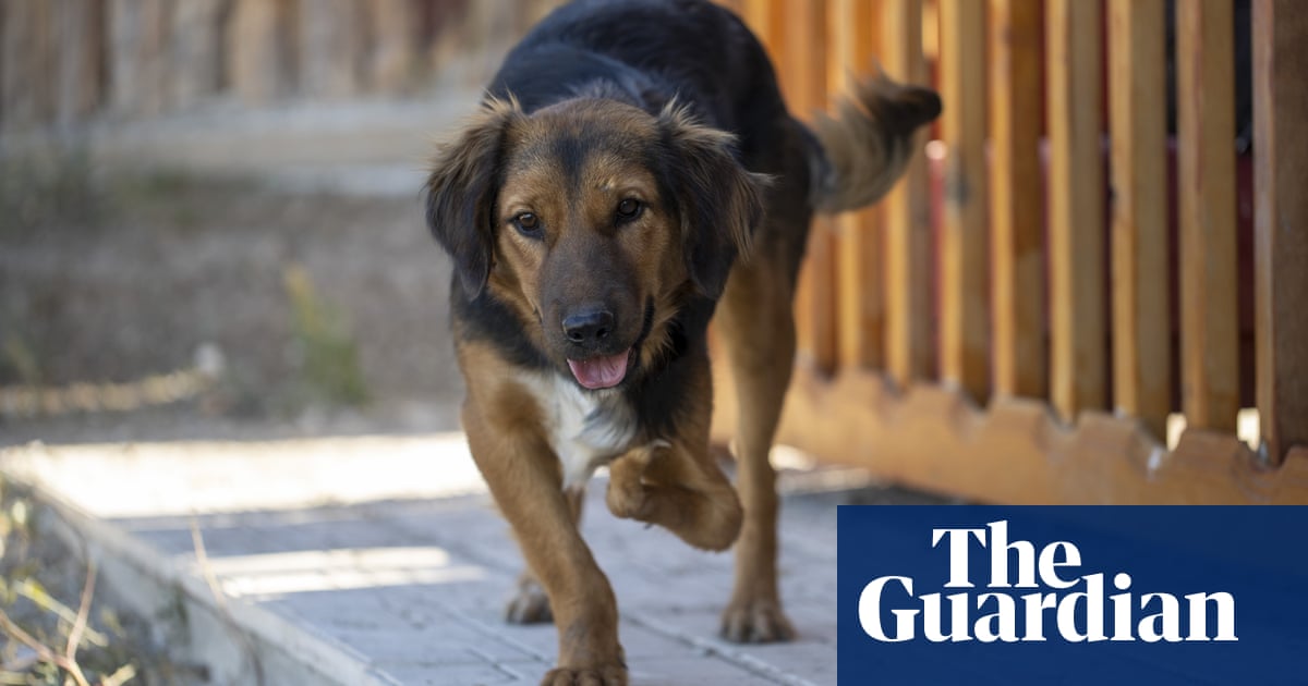 Owners offload dogs bought in lockdown by pretending they are strays