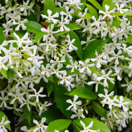 Trachelospermum jasminoides Winter Ruby (Trared) (PBR) (1)