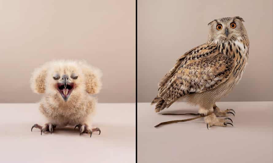 A menacing owlet becomes a magnificent bird.