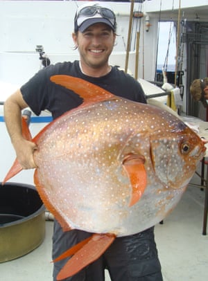 What is so special about this fish, known as an opah or moonfish?