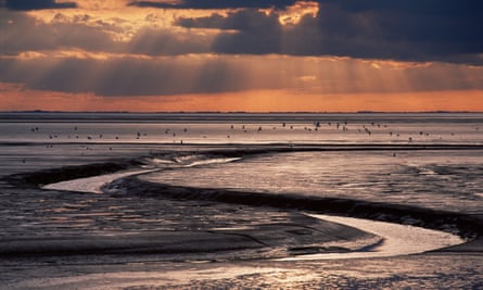 Gün batımında kuşlar ve Wadden Denizi