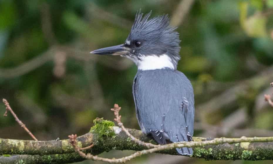 The Belted Kingfisher spotted in Lancashire.