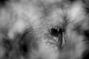 Hiding Wren One of the Peter Slater memorial prize winners for a monochrome photo. Superb Fairy-wren