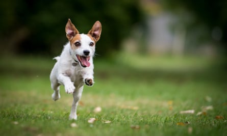 A Jack Russell running in a park