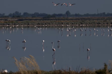Flamingos on a lagoon