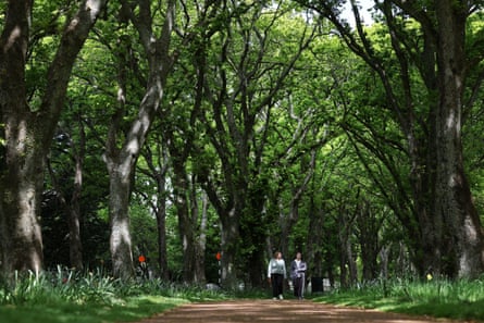 Two people walk a tree-lined path in Cornwall Park, Auckland