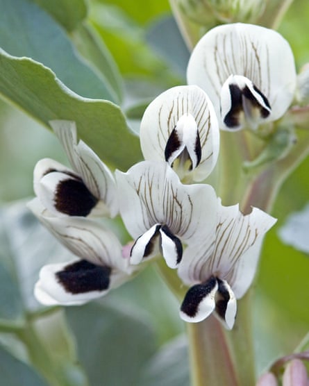 Broad bean plant flowers.