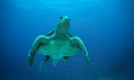 A male loggerhead sea turtle glides through the pristine waters off the coast of Sal, Cape Verde.