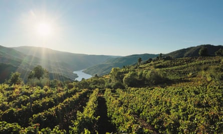 Vineyards in Ribeira Sacra, Galicia, with a river in the distance
