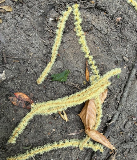 Sweet chestnut flowers fall.