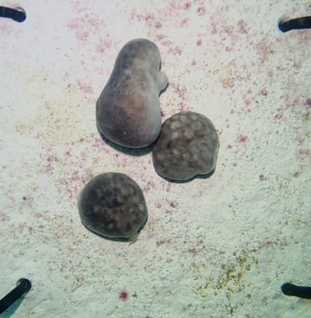 Three sea sponges