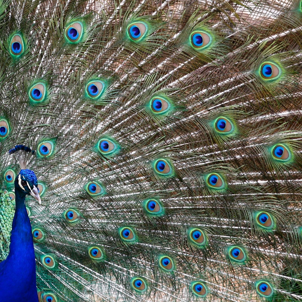 Not gonna fly: 'emotional support peacock' turned away by airline | United  Airlines | The Guardian