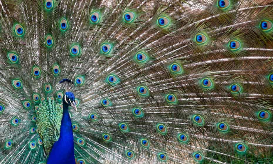 A male peacock