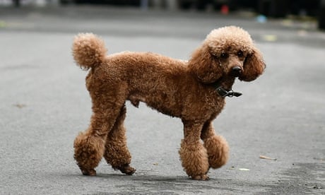 Dogs have been shown to cry when they nurture their puppies and reunite with their owners.