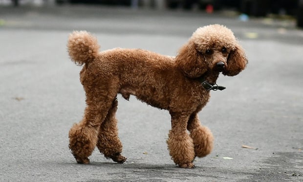 Dogs have been shown to cry when they nurture their puppies and reunite with their owners.