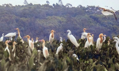 Birds in mangrove
