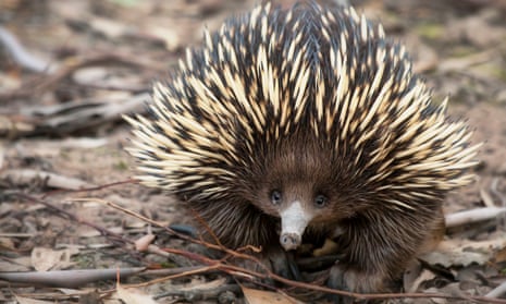 Crossword roundup: animals with the wrong names | Crosswords | The Guardian Crossword roundup: animals with the wrong names | Crosswords | The Guardian