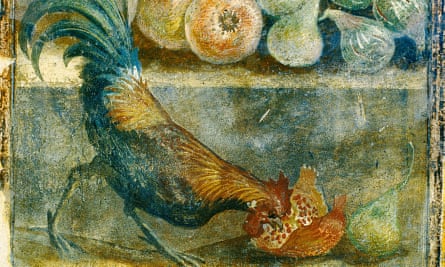 A cockerel eating a pomegranate