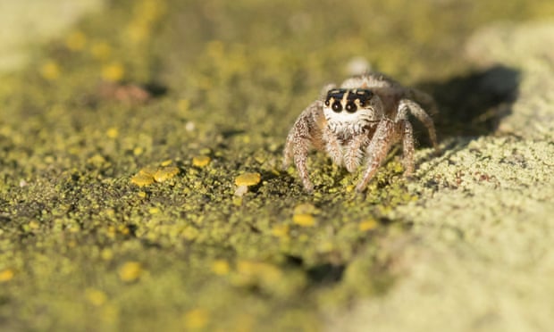 A Tower Hamlets spider in Brompton Cemetery, west London. This jumping spider was first spotted in the East End’s Mile End Park in 2002