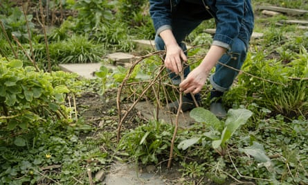 Create structures to support emerging perennials.