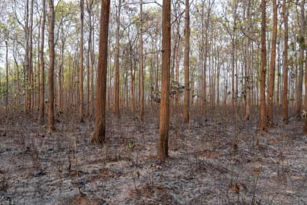 Parts of the Manchabandha reserve forest have been left devastated by fire.