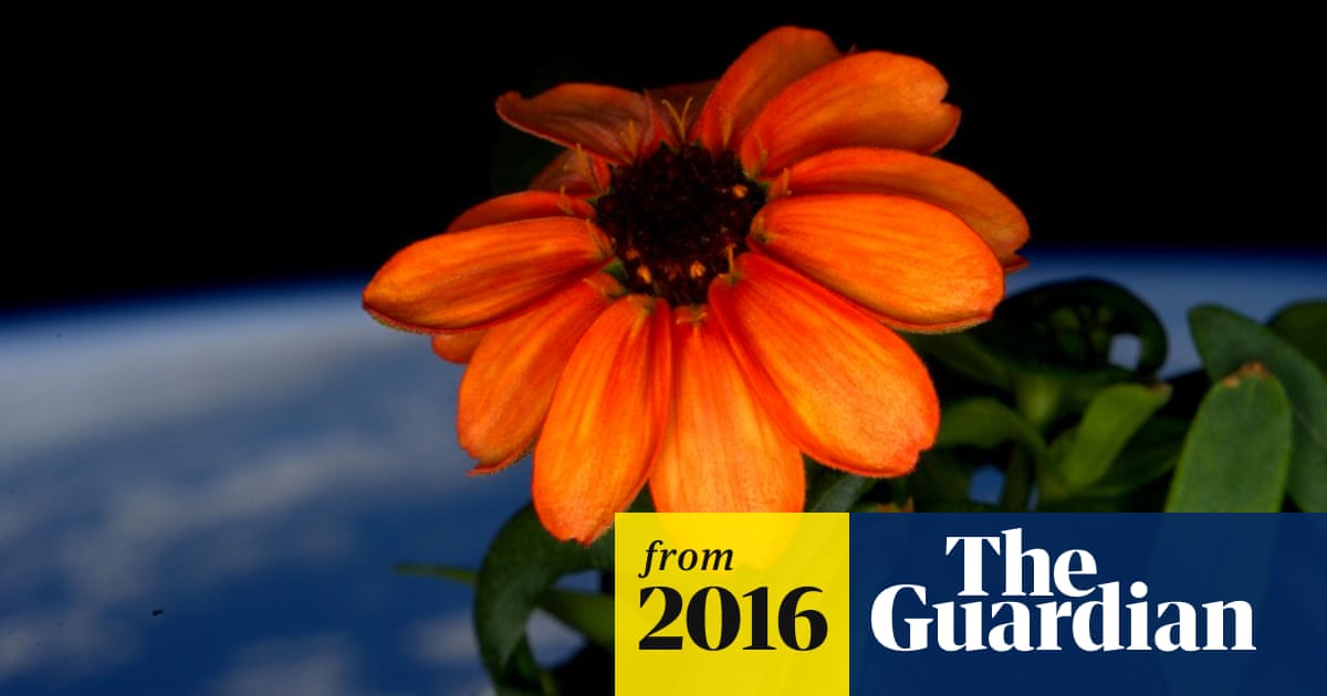 First flower in space heralds giant leap for zero-gravity gardening