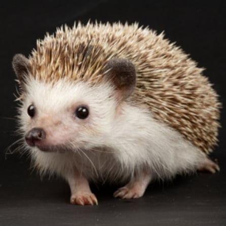 We Had A Fox Stuck On A Trampoline Wildlife Charities React To The John Lewis Christmas Ad Christmas Ads The Guardian