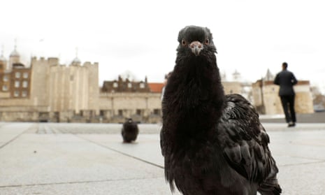 A pigeon is seen in front of the Tower of London.