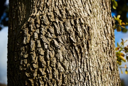 Oak tree in Greenmount, October