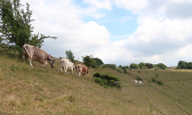 Cattle graze on Rodborough Common