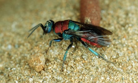 Sci Fi Nightmares Play Out Beneath The Flowers Insects The Guardian
