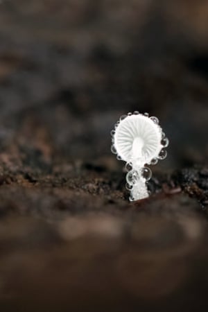 Mushroom with dew drops
