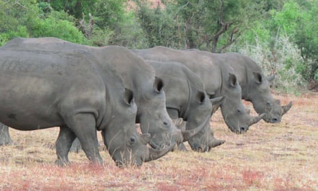 No, South Africa hasn't turned the tide on its rhino poaching crisis | Illegal wildlife trade | The Guardian