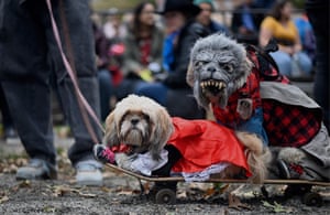 Street style: these two dogs arrived on a skateboard.