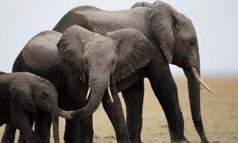 Photographer Captures Last Images of Kenya's 'Elephant Queen